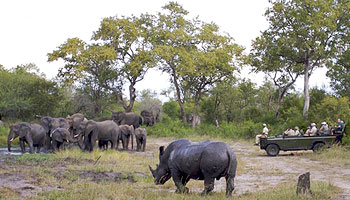 Sabi Sands Game Reserve Mpumalanga South Africa