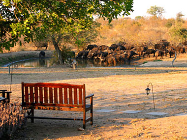 Wildlife waterhole Timbavati Kambaku Safari Lodge Timbavati Game Reserve South Africa