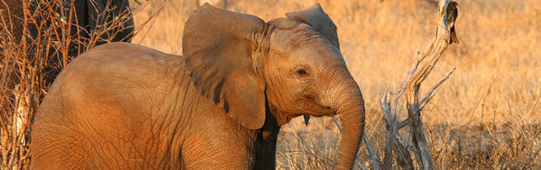 Baby Elephant Timbavati Game Drives Kambaku Safari Lodge Timbavati Game Reserve South Africa