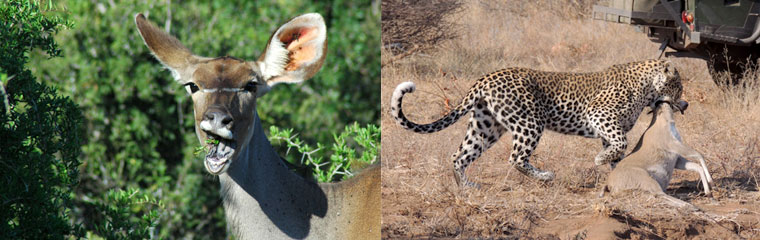 Kudu Leopard kill Kambaku River Sands Timbavati Game Reserve Thatched Suites Kruger National Park South Africa
