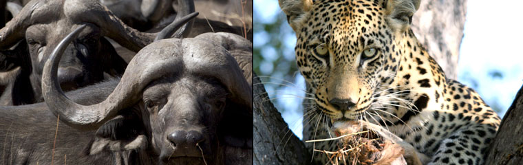 Buffalo Leopard Kambaku River Sands Timbavati Game Reserve Thatched Suites Kruger National Park South Africa