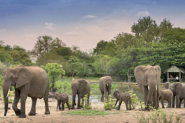 Elephant Herd waterhole Big 5 Timbavati Game Reserve Luxury South African Safari Tanda Tula Tented Safari Camp