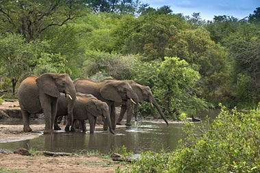 Elephant Herd Waterhole Big Five Tanda Tula Field Camp Timbavati Game Reserve Luxury South African Safari